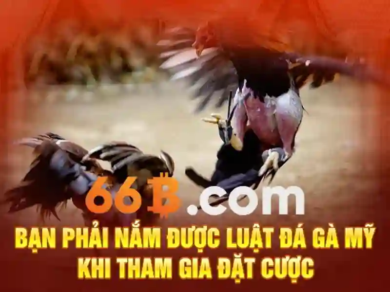 66b: một ký hiệu và hành trình khám phá