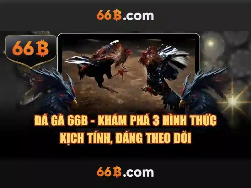66B là gì
