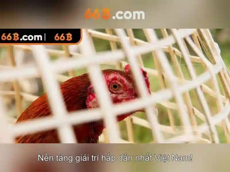 Thách thức và cân nhắc của 66B